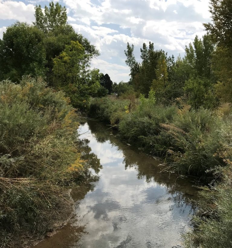 Narrowleaf Cottonwood Trees Naturalist Perspective