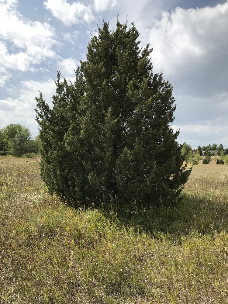 Rocky Mountain Juniper tree