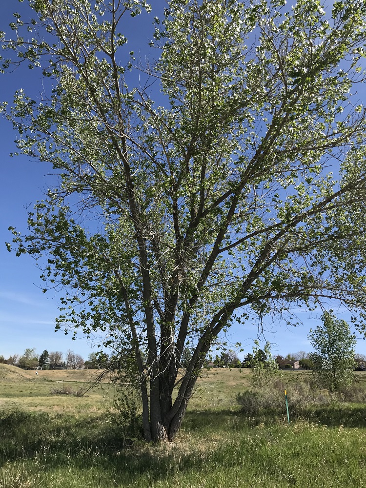 Plains Cottonwood tree