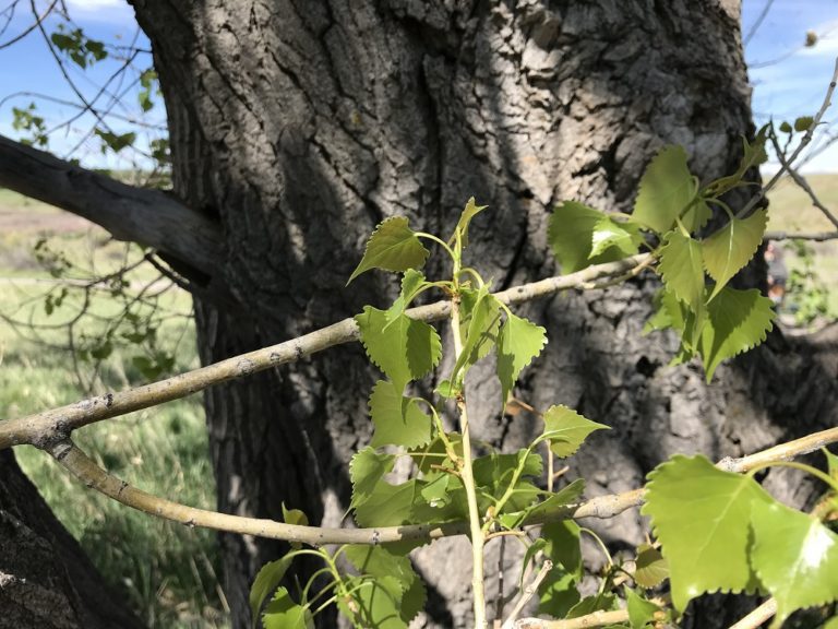 Majestic Plains Cottonwood Trees Naturalist Perspective