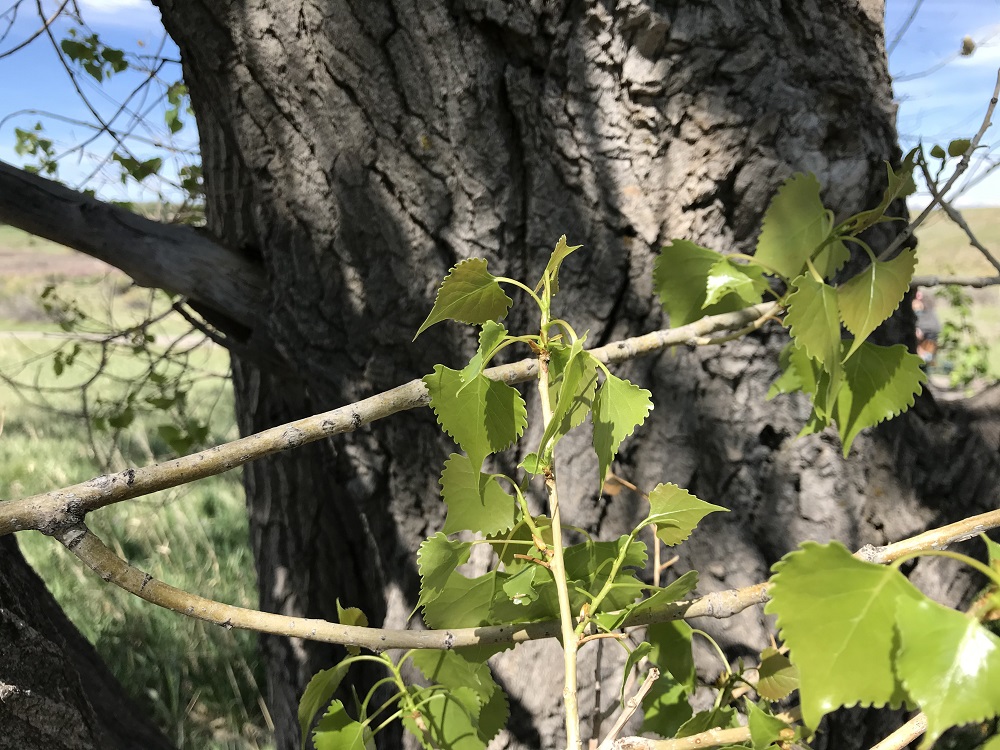 Close-up of leaves and bark of Plains Cottonwood