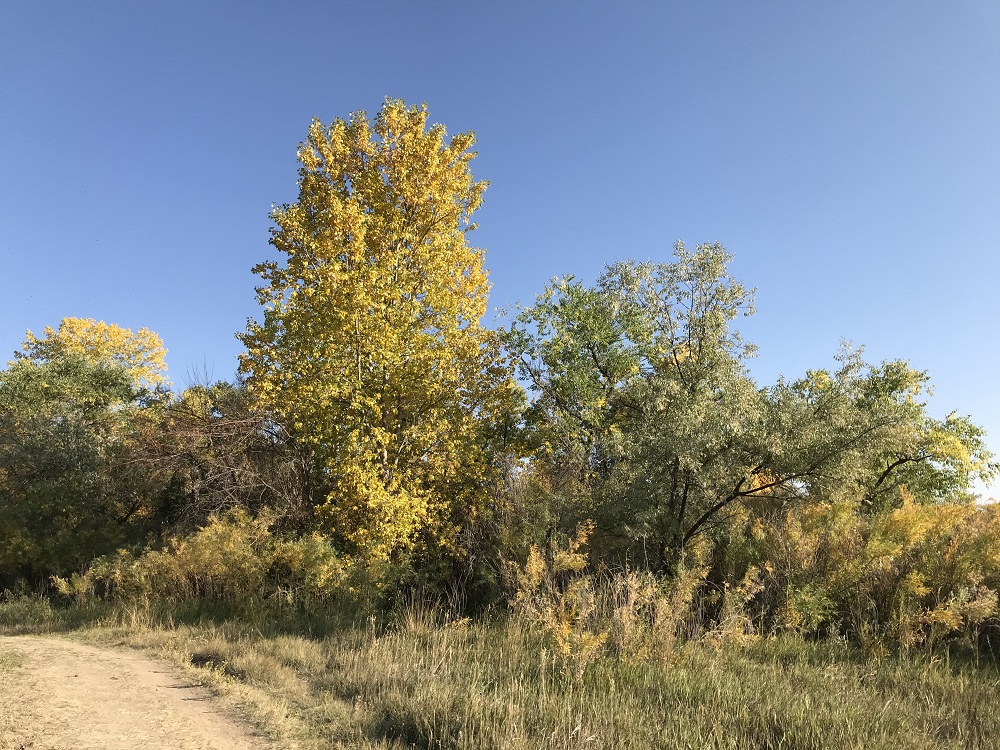 group of trees in early fall
