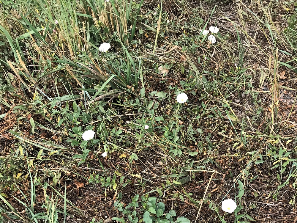 patch of bindweed