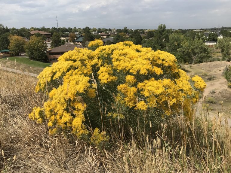 Common Rabbitbrush Shrub Naturalist Perspective