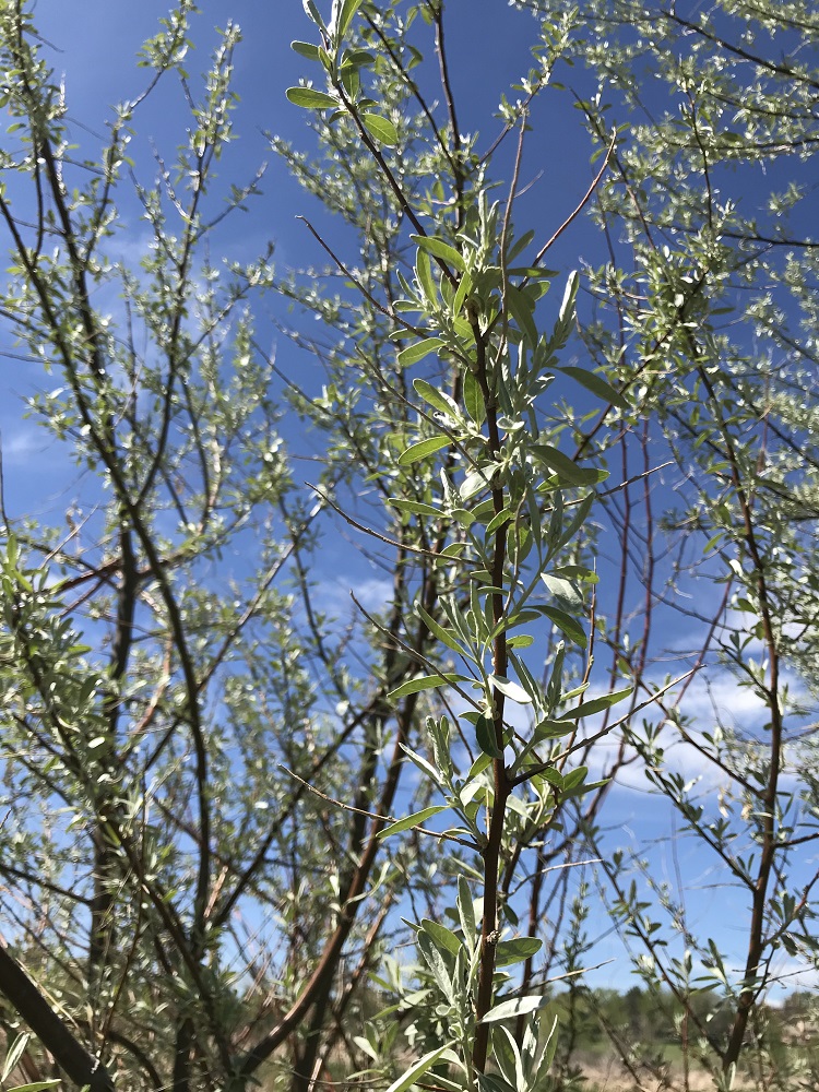 Russian Olive tree branches and leaves