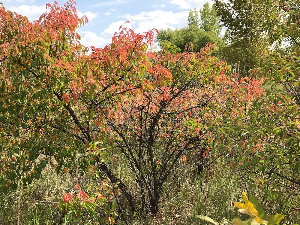 Red leaves on American Plum tree