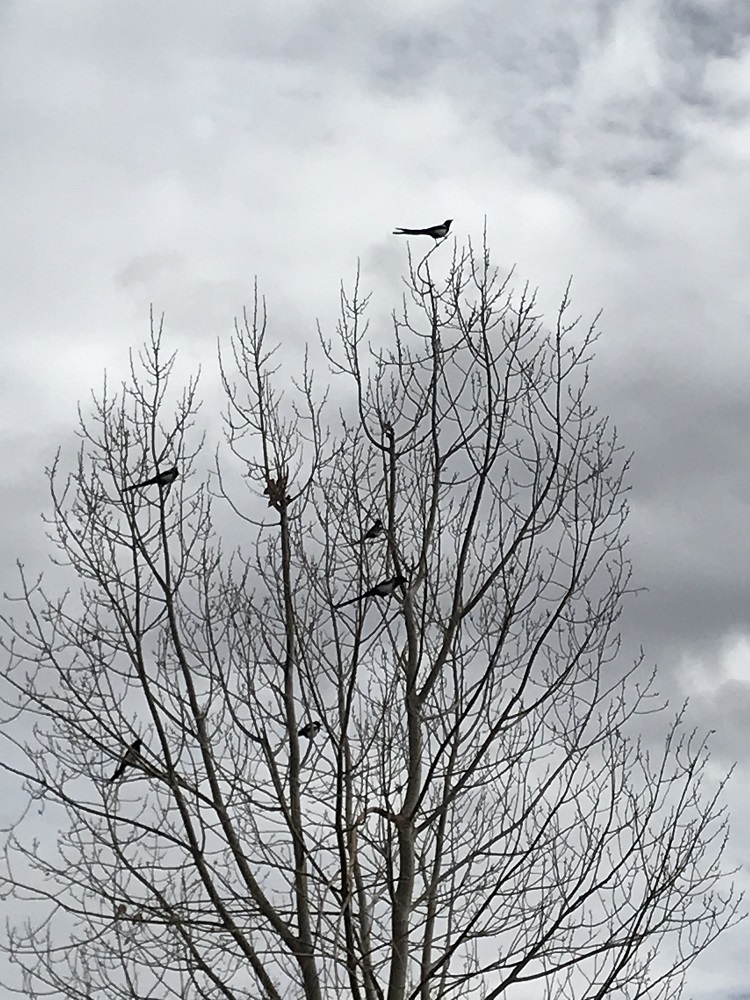 Magpies sitting in a winter tree