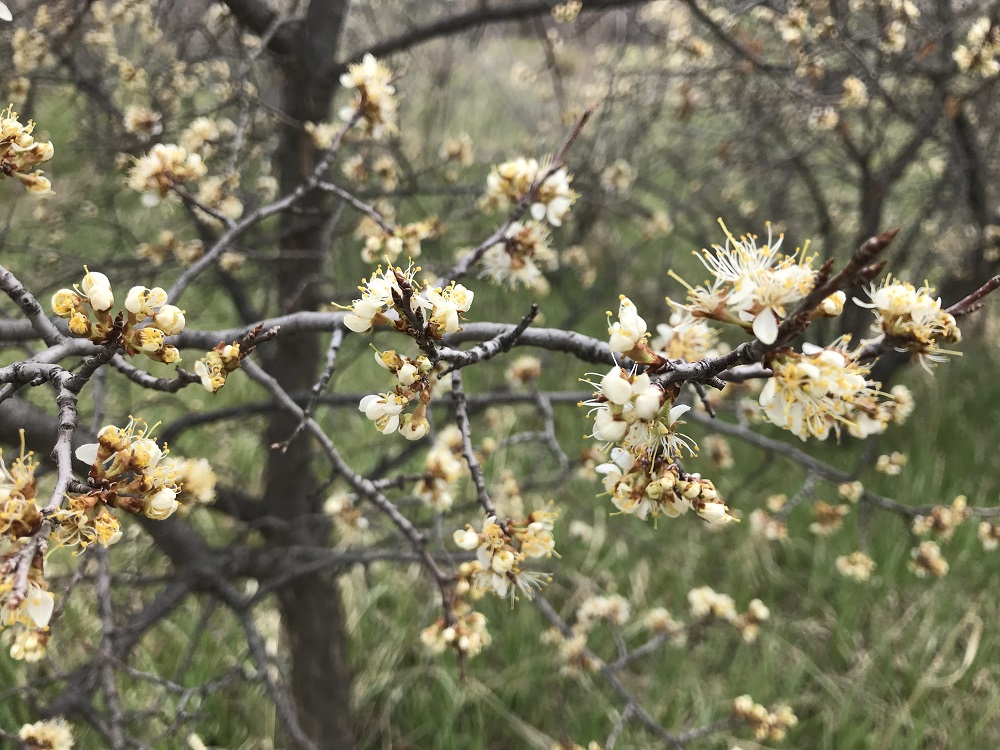 White American Plum blossoms