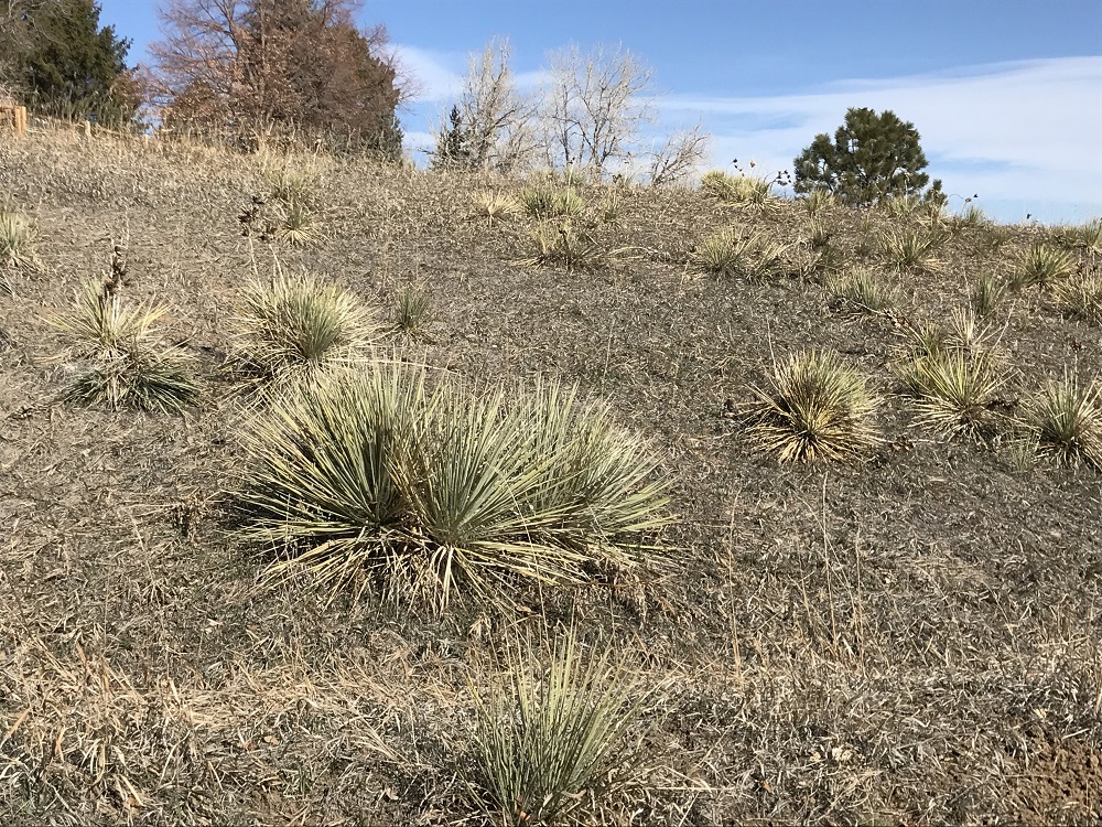 Yucca plants on a dry hillside