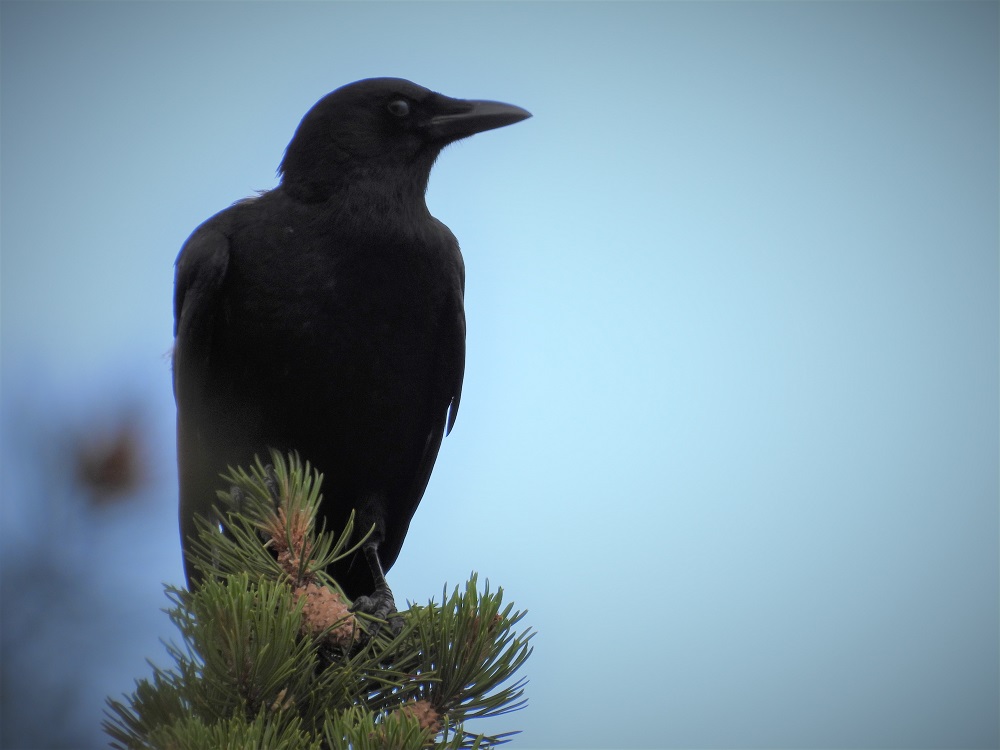 American crow on a branch