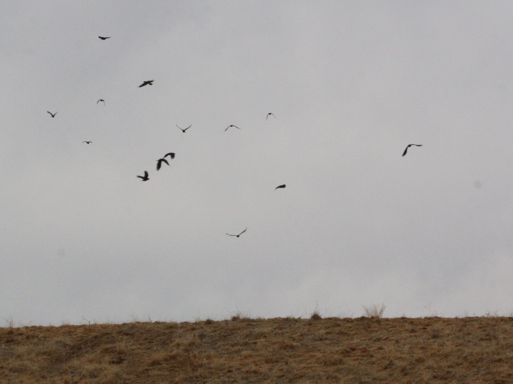 large number of crows flying