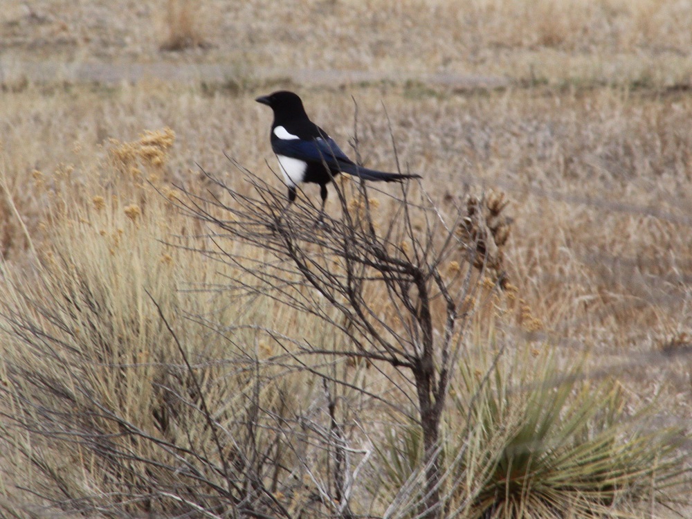 Black-billed Magpie sitting on low bush