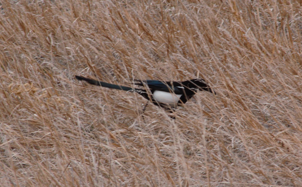 Magpie in midst of dry grasses