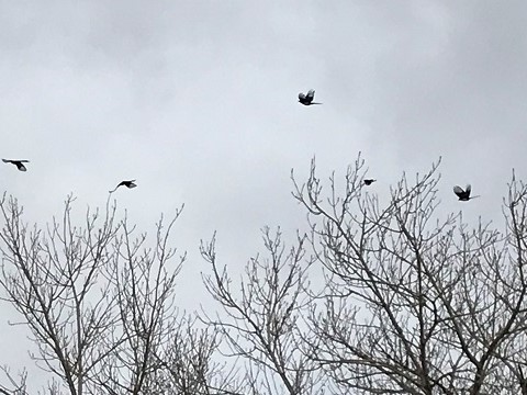 4 Magpies flying over tree tops