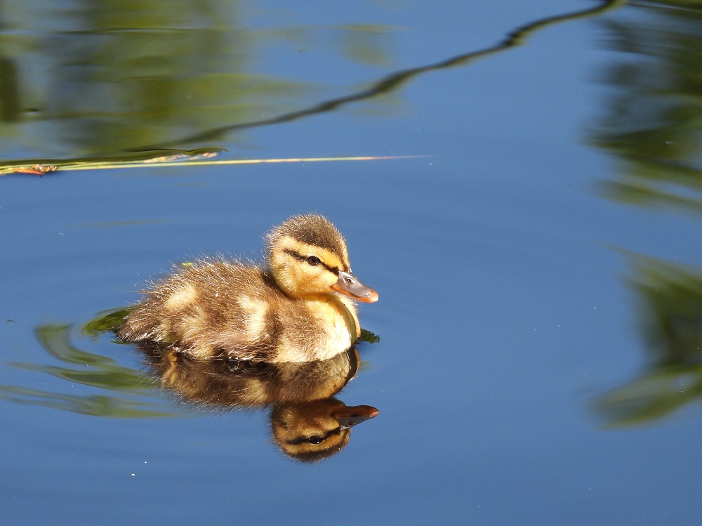 Mallard duckling on a pond