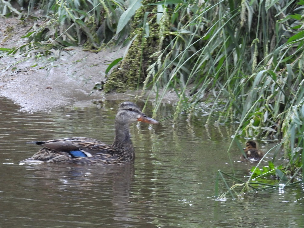 female mallard with baby chick on pond