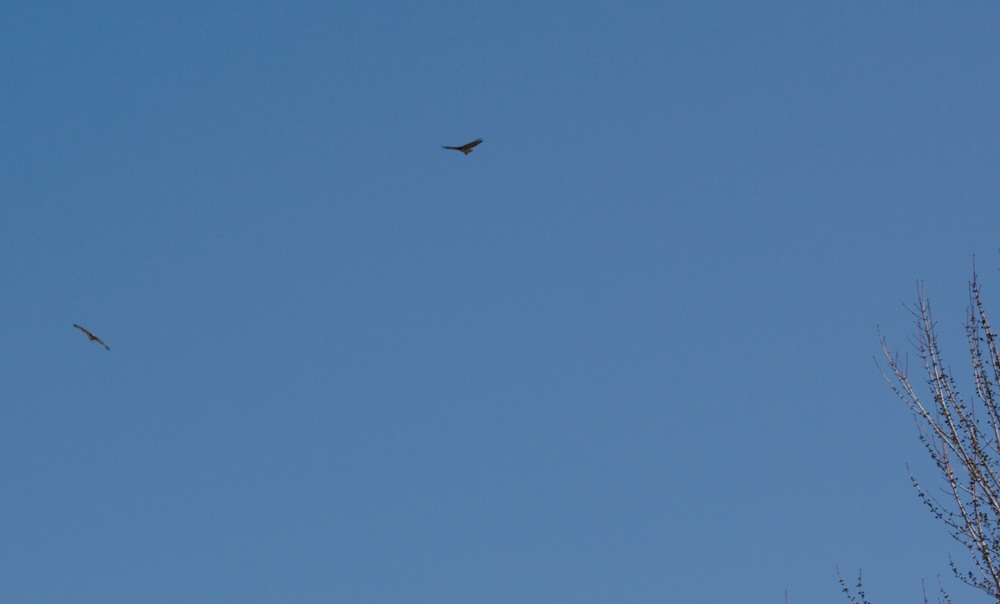 red tailed hawks soaring in blue sky