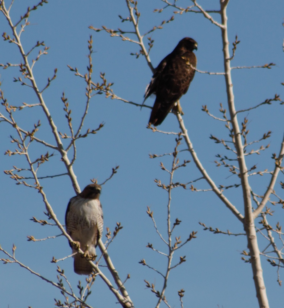 pair of red-tailed hawks