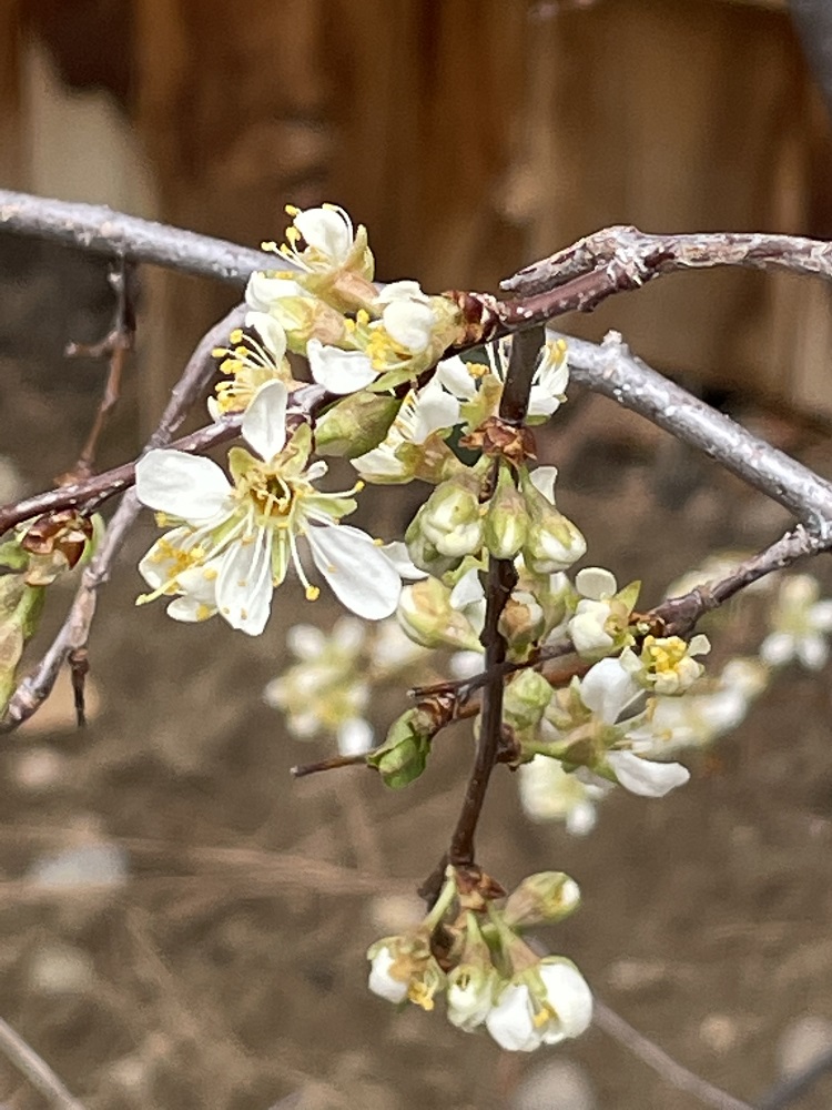 American Plum blossoms