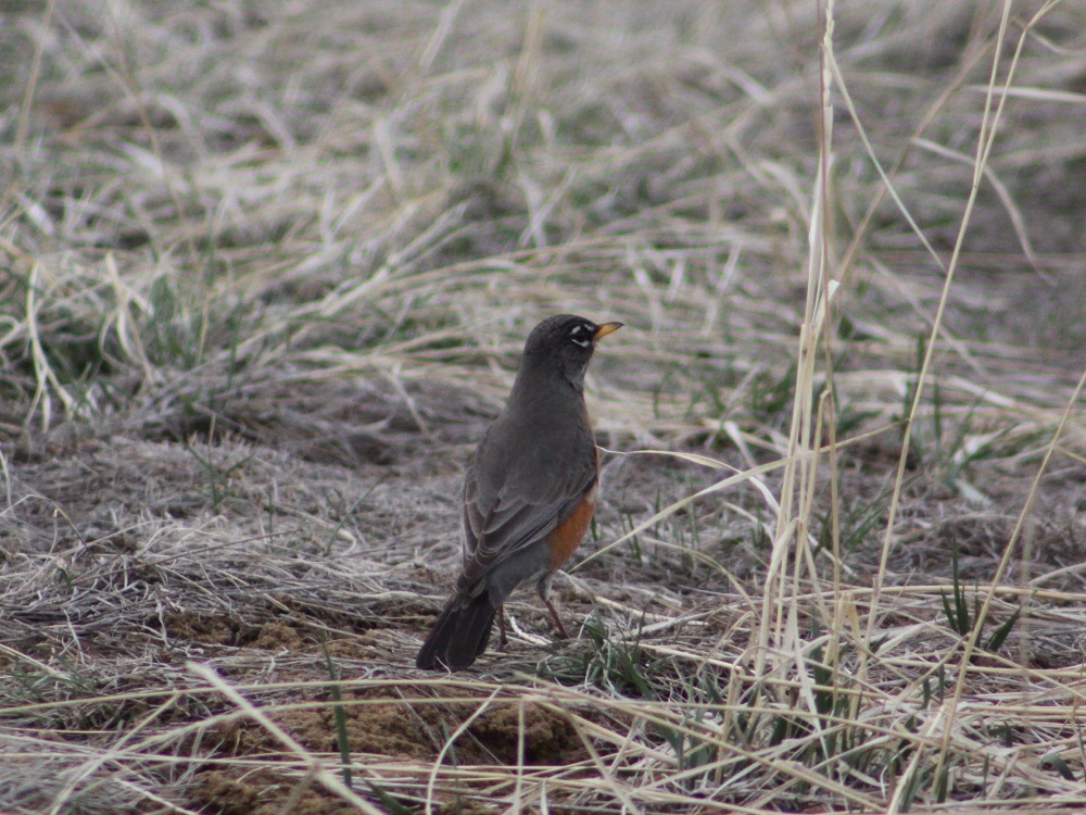 American Robin from the back