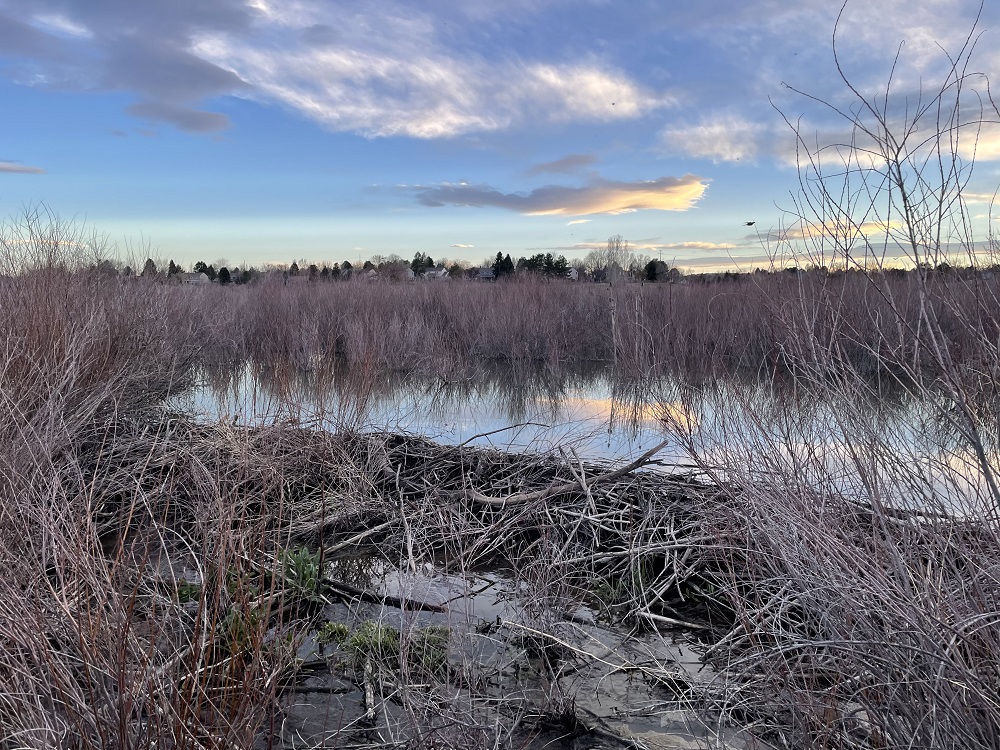 beaver dam and pond at sunset
