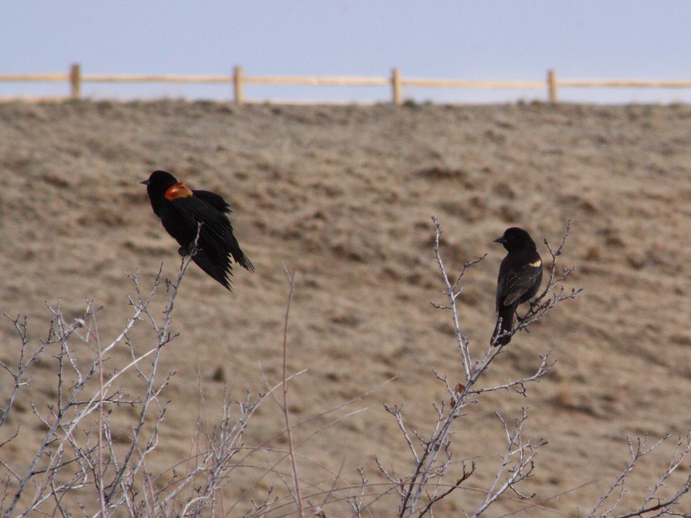 2 male red-winged blackbirds