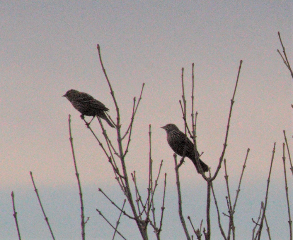 2 female red-winged blackbirds in a tree