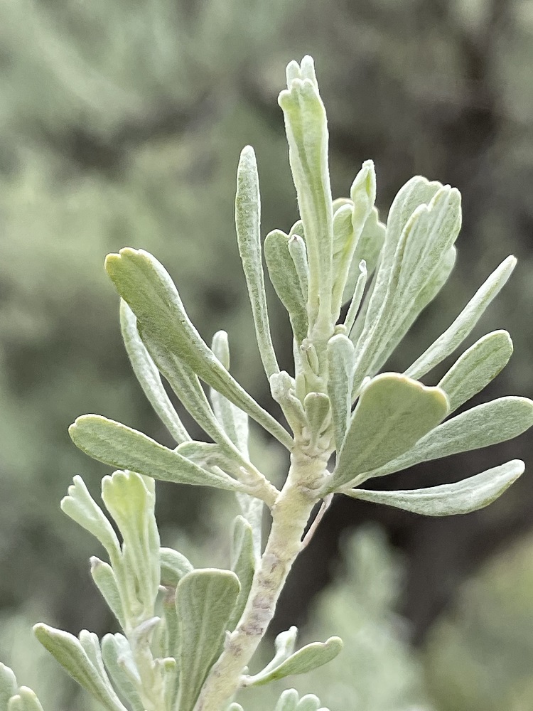Big Sagebrush leaf closeup