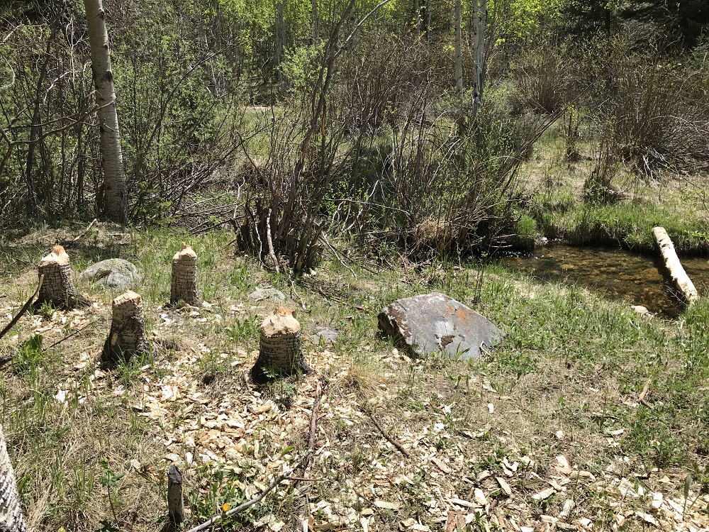 Aspen stumps cut down by beavers