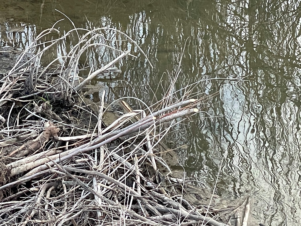 sharply cut willow sticks in beaver pond