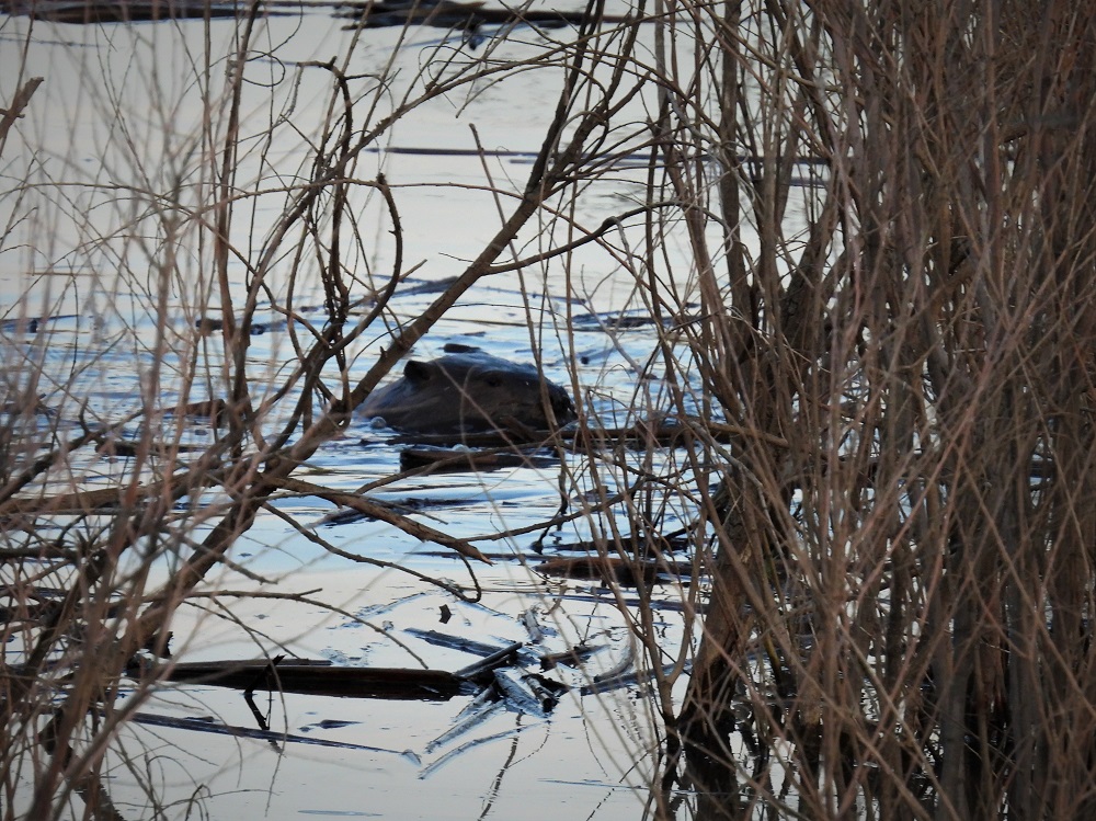 Beaver head in water