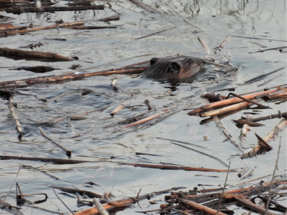 beaver in water with sticks