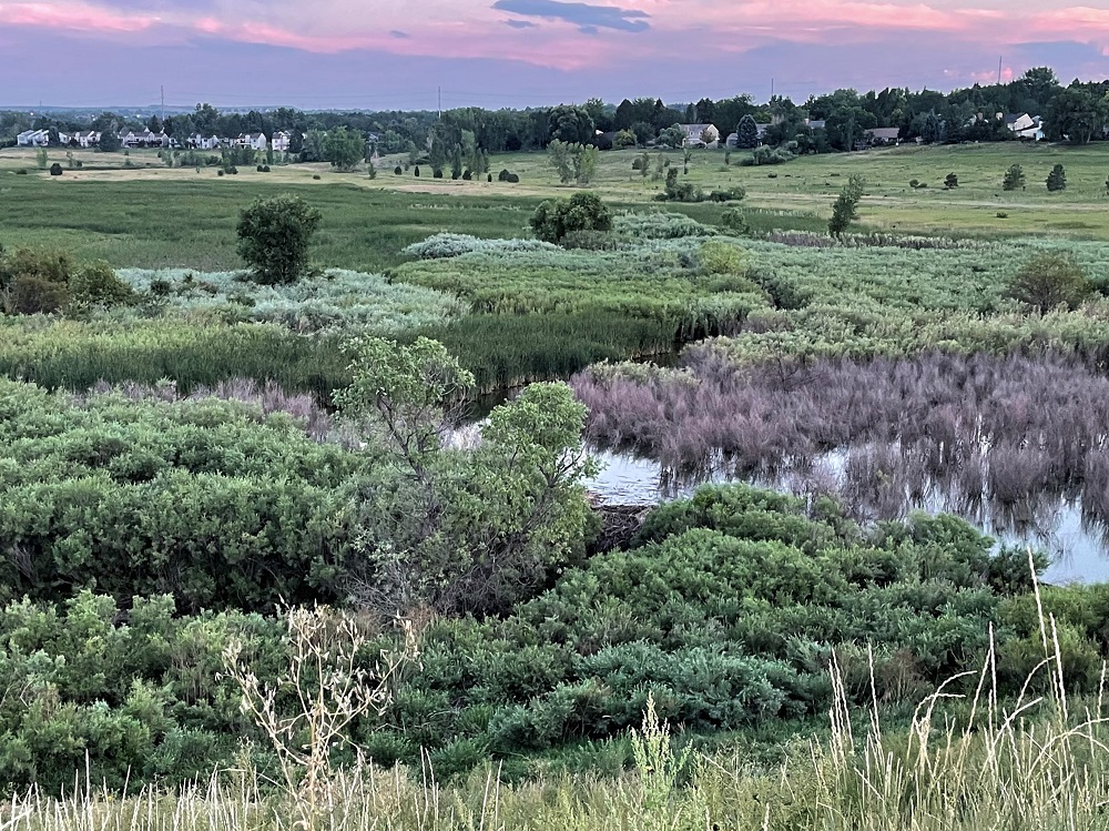 view of beaver dam and pond at sunset