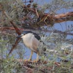 black-crowned night heron on dam