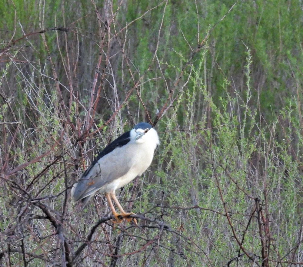 Black-crowned Night-Heron on branch
