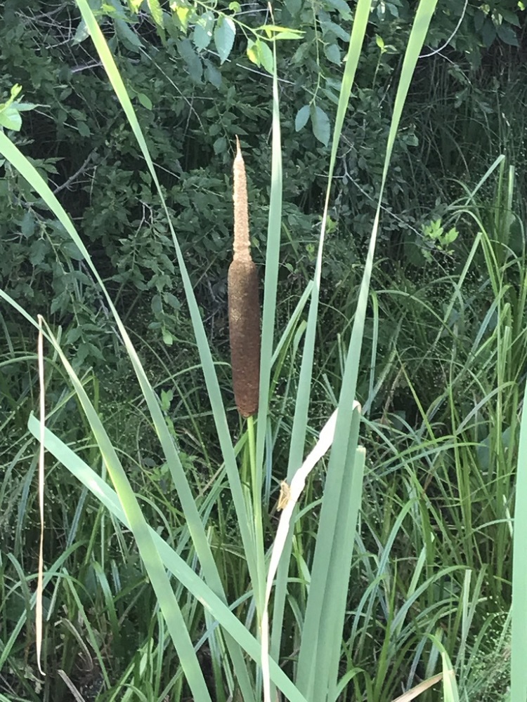 Broadleaf cattail showing the contiguous flower spikes