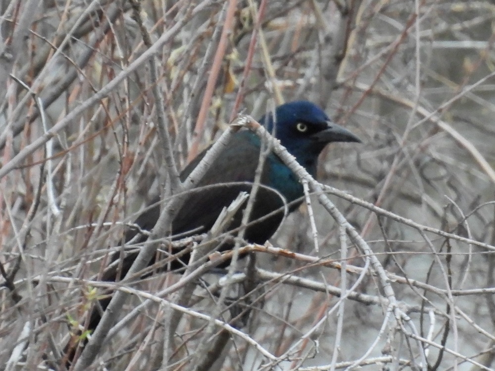 grackle in among branches