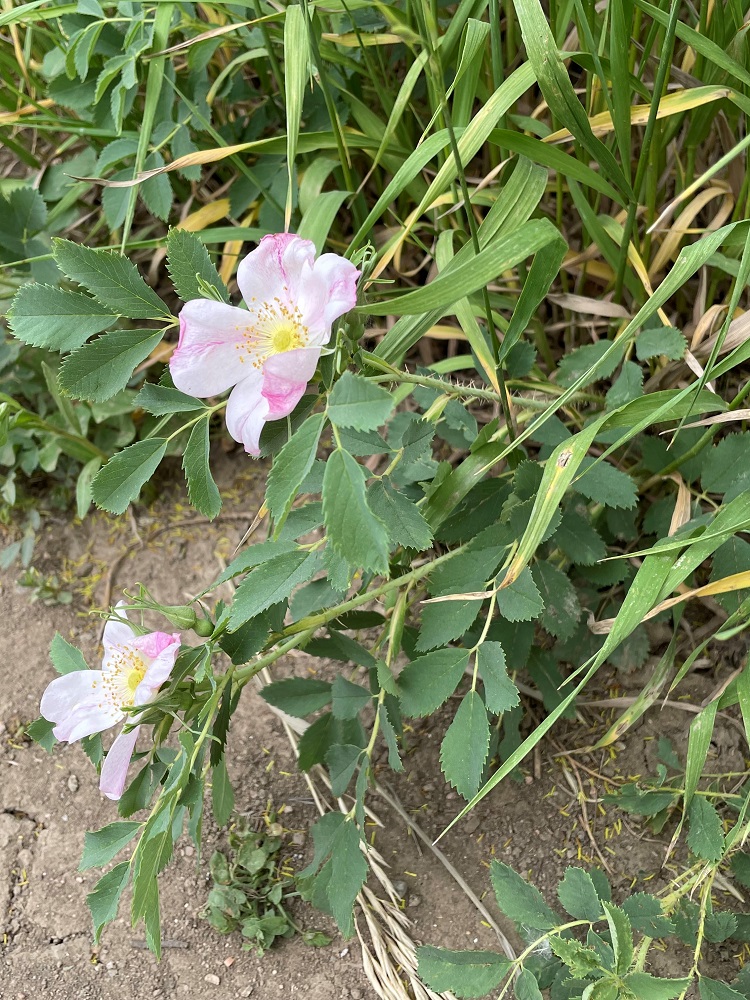 small pink rose on path