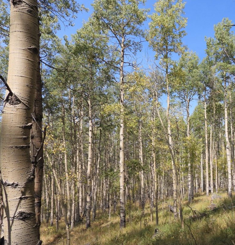 Quaking Aspen trees Naturalist Perspective