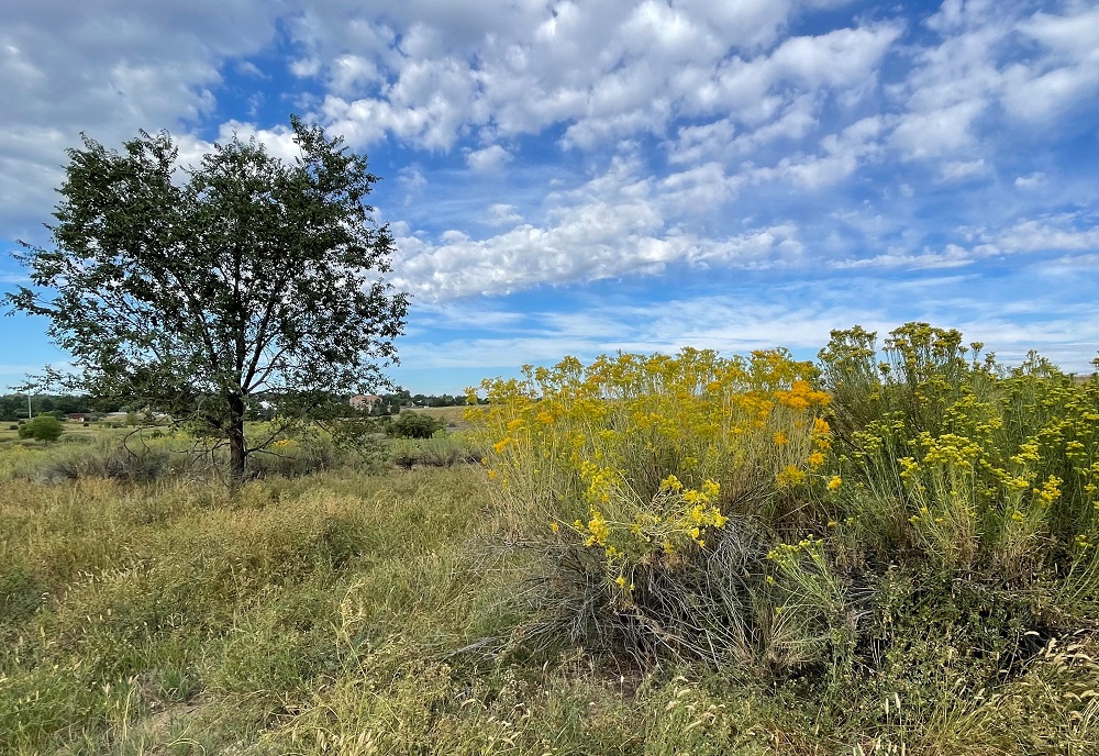 Rabbitbrush in the foreground starting to get yellow flowers