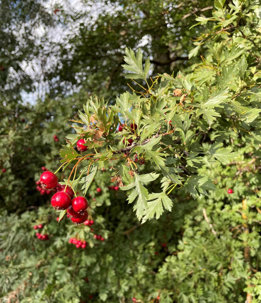 Red fruits on a Hawthorne tree