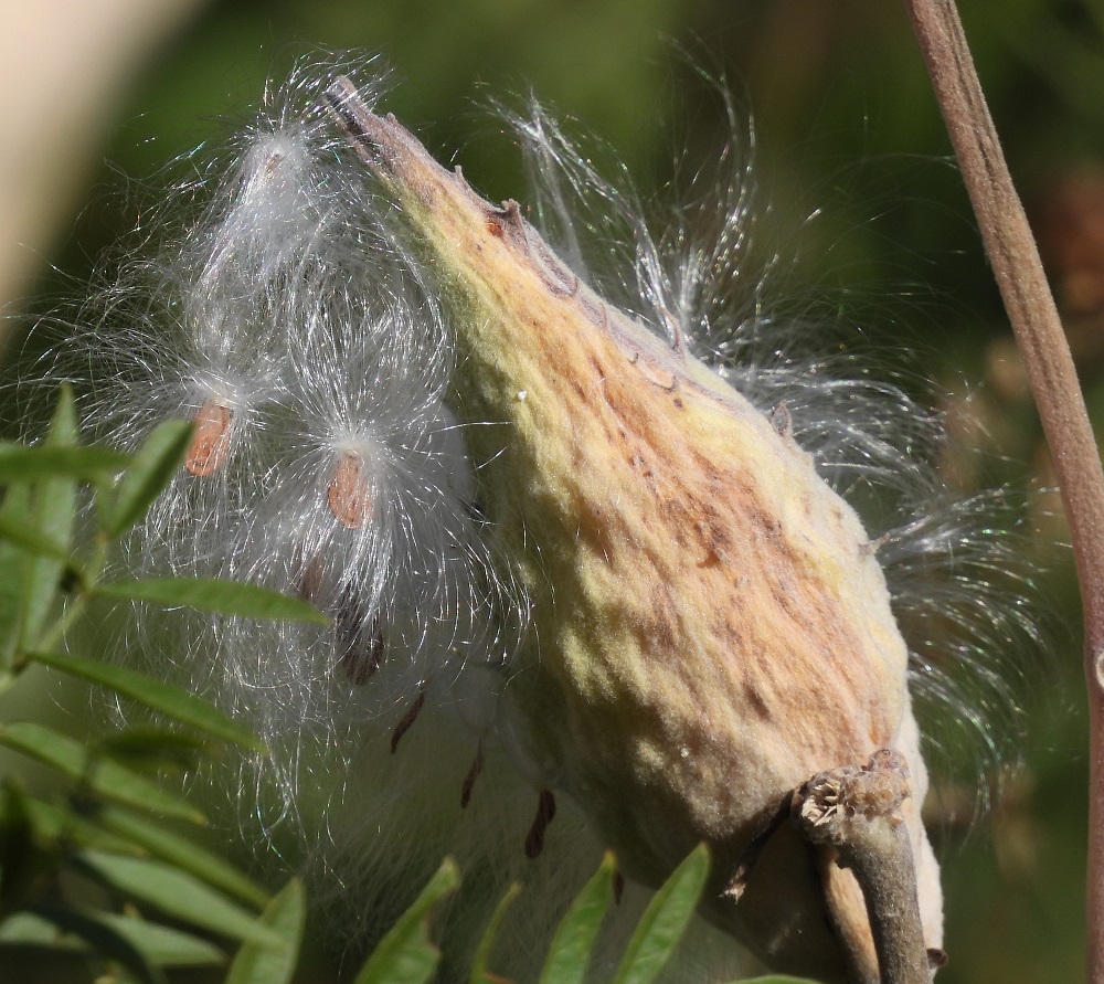 Milkweed seed head showing seeds