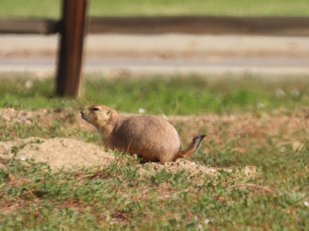 prairie dog on a sand mound