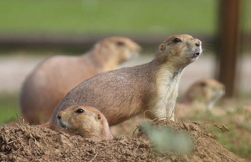 Willow Spring Open Space – September, 2021 – Signs of Fall, and checking in on the Prairie Dogs