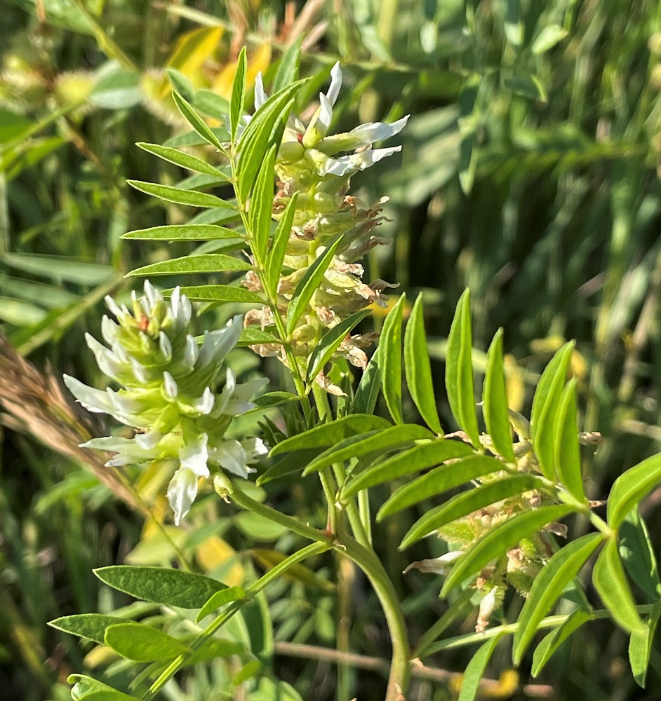 leaves and flowers of Wild Licorice plant
