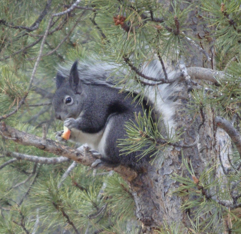 abert squirrel with tasseled ears in pine tree