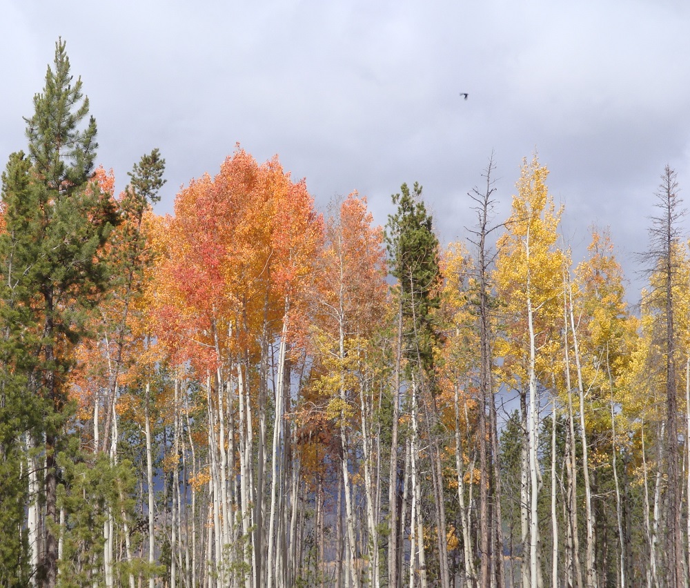 Orange and yellow leaves on aspen stands