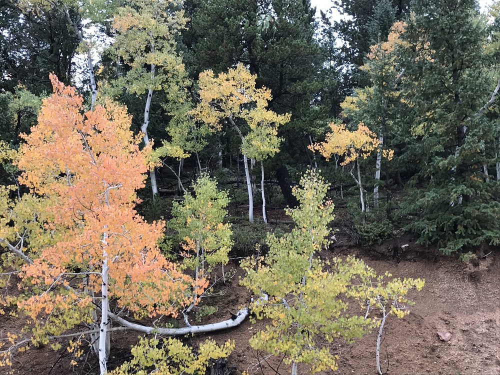 Orange and green aspen with Douglas Firs