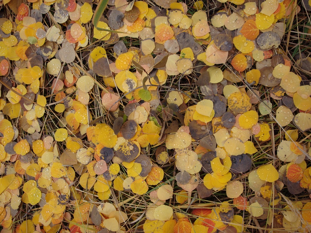 Golden aspen leaves on the ground