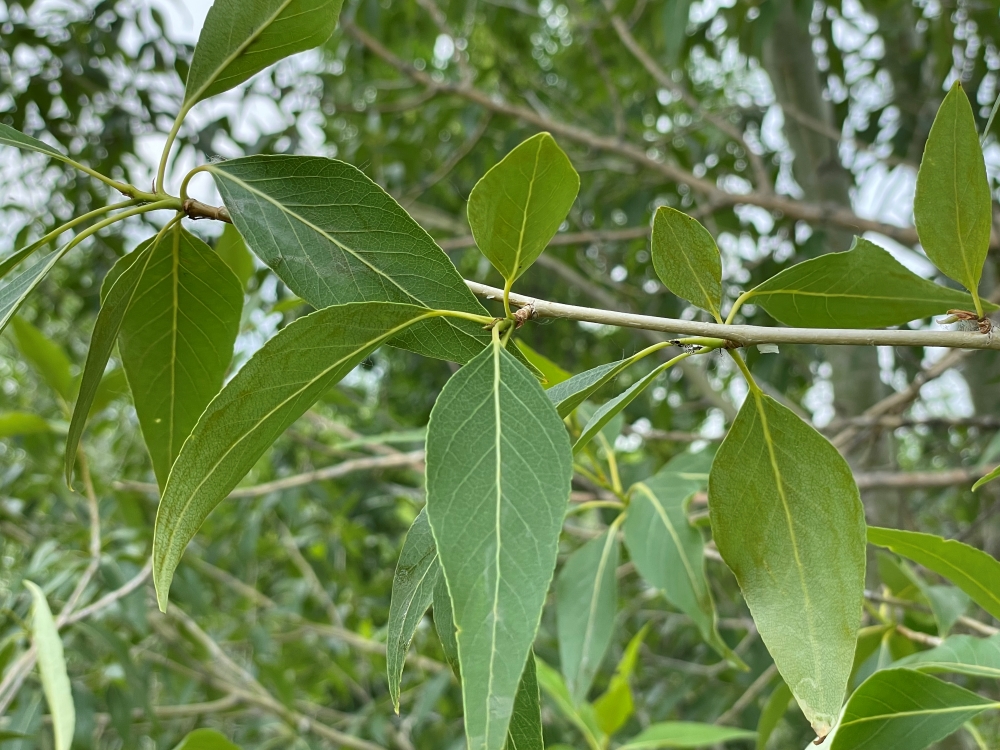 Narrowleaf cottonwood leaves